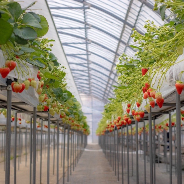 いちこ/3 苺（厳選8粒セット） 3000円 シーズン200セット限り | yama-moto-farm