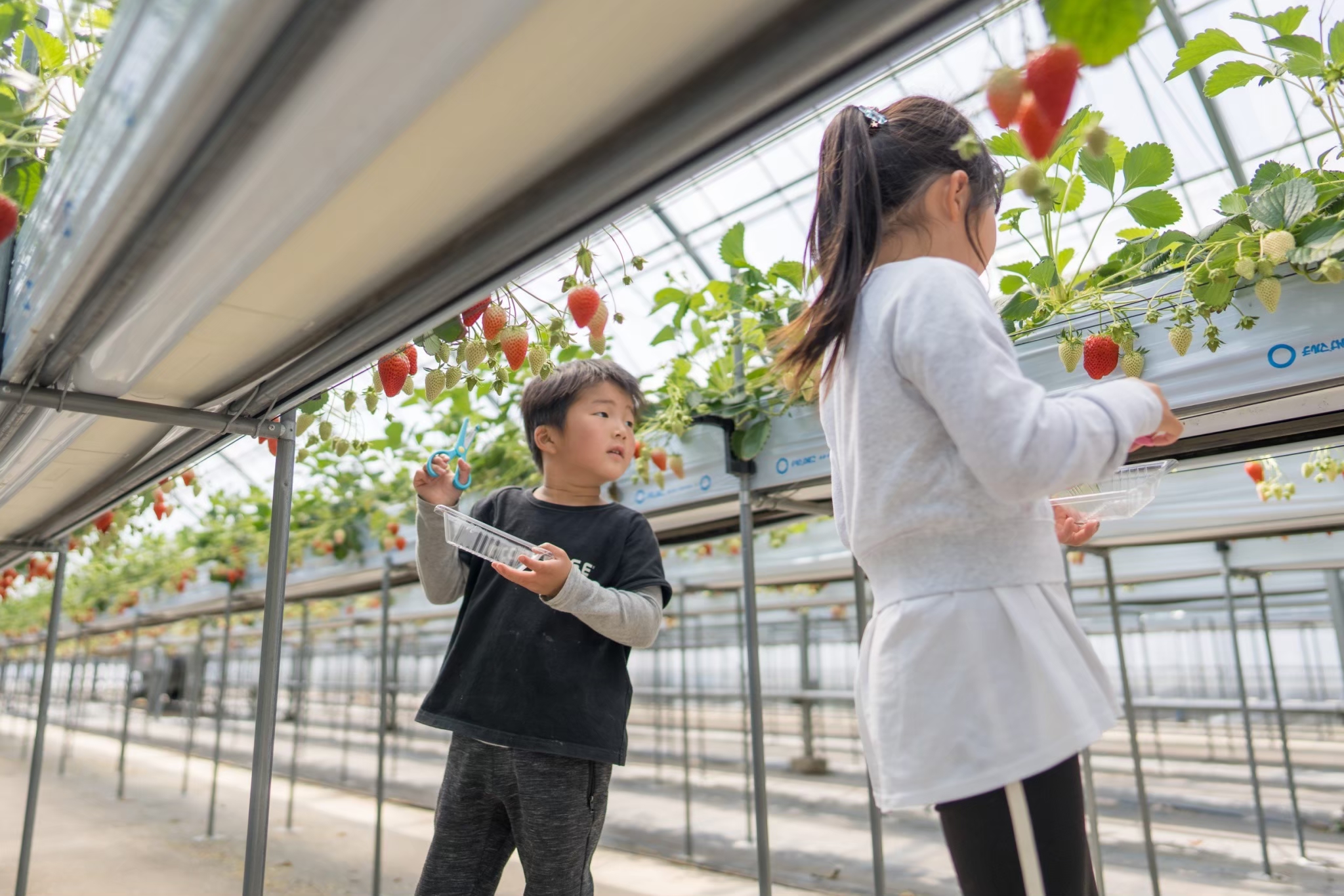 いちご狩りについて – TomiBerryいちご農園（トミベリーいちご農園）