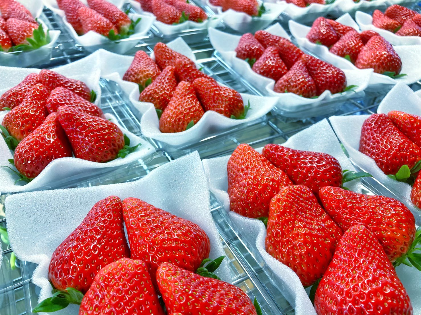 採れたて直売 – TomiBerryいちご農園（トミベリーいちご農園）