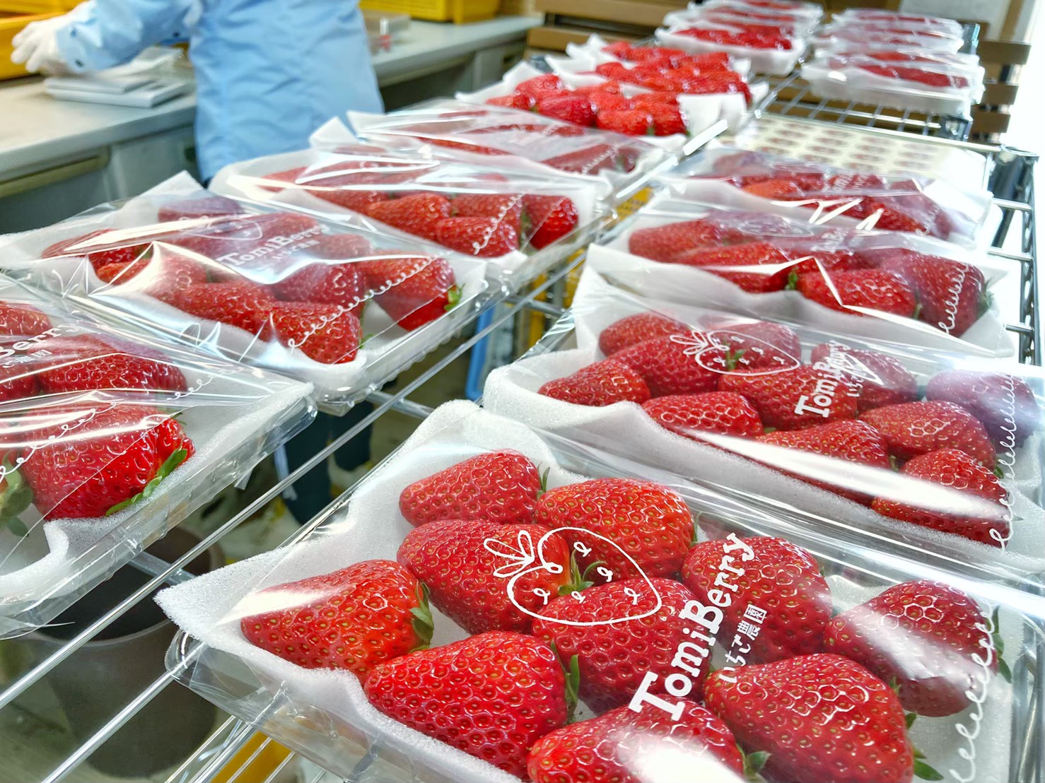 採れたて直売 – TomiBerryいちご農園（トミベリーいちご農園）