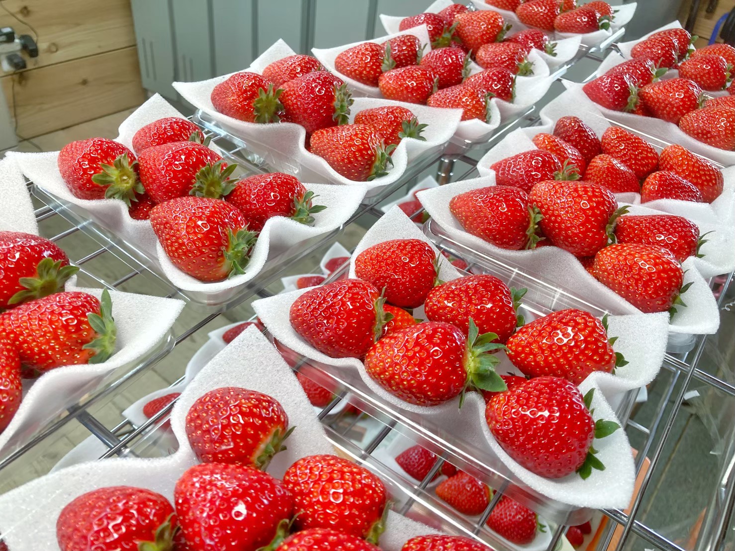 採れたて直売 – TomiBerryいちご農園（トミベリーいちご農園）