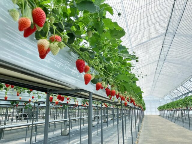 TomiBerryいちご農園（トミベリーいちご農園） – 三重県伊賀市にある